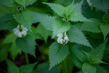 Lamium album, commonly called white nettle or white dead-nettle, is a flowering plant in the family Lamiaceae.