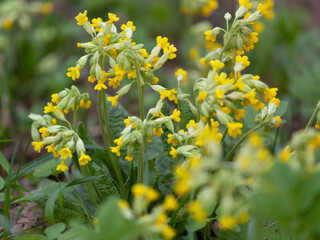 Primula veris, the cowslip, common cowslip, or cowslip primrose, is a herbaceous perennial flowering plant in the primrose family Primulaceae.