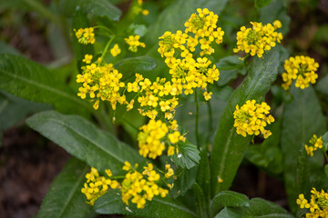 Erysimum cheiranthoides, the treacle-mustard, wormseed wallflower, or wormseed mustard is a species of Erysimum native to most of central and northern Europe and northern and central Asia. 