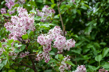 Syringa is a genus of 12 currently recognized species of flowering woody plants in the olive family, native to woodland and scrub.