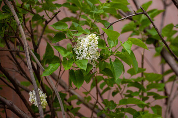 Syringa reticulata, the Japanese tree lilac. is a species of flowering plant in the family Oleaceae native to eastern Asia, which is grown as an ornamental in Europe and North America.