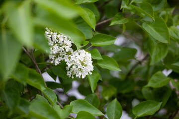Syringa reticulata, the Japanese tree lilac. is a species of flowering plant in the family Oleaceae native to eastern Asia, which is grown as an ornamental in Europe and North America.