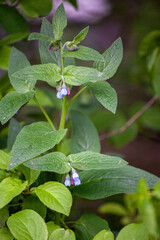 Symphytum asperum is a flowering plant of the genus Symphytum in the family Boraginaceae. Common names include rough comfrey and prickly comfrey. 