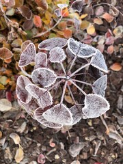 leaf on the ground