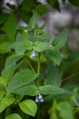 Symphytum asperum is a flowering plant of the genus Symphytum in the family Boraginaceae. Common names include rough comfrey and prickly comfrey.