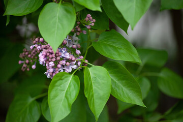 Syringa is a genus of 12 currently recognized species of flowering woody plants in the olive family, native to woodland and scrub. 