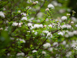 Spiraea chamaedryfolia, common name germander meadowsweet or elm-leaved spirea, is a species of plant belonging to the family Rosaceae. 