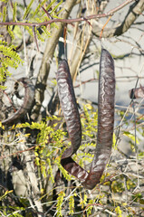 Honeylocust (Gleditsia triacanthos)