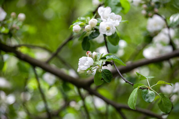 Malus sylvestris, the European crab apple, is a species of the genus Malus, native to Europe. Its scientific name means "forest apple" and the truly wild tree has thorns.
