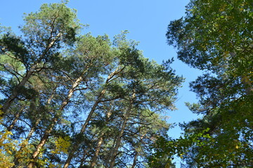 trees and sky