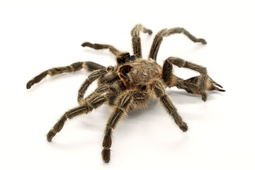 Tarantula. Shaggy skin of a tarantula. Close-up. The spider shed its skin. Spider hairy paws. The severed legs of a predatory spider. White background. Isolate. Spider lost the battle