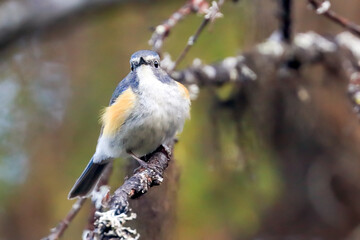 
Red-flanked Bluetail