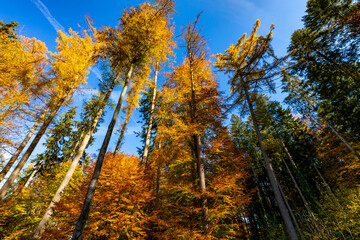 mischwald im herbst