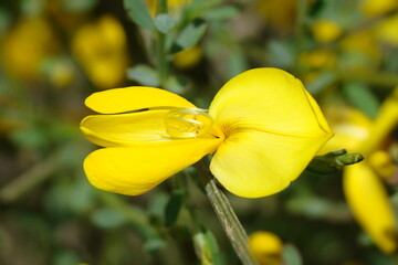 Wildflower (Cytisus grandiflorus)