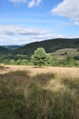 Fototapeta na wymiar Letni pejzaż z drzewem w górach. Summer mountain landscape with wood. (Beskid Niski)