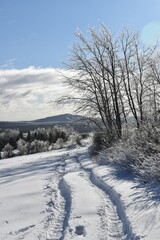 An ice storm in the Appalachian forest, Sainte-Apolline