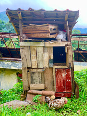chicken in front of its old wooden henhouse © Marlisa