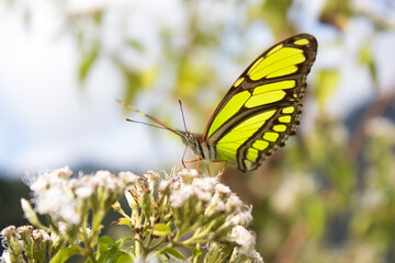 yellow butterfly on a white flower with its wings open