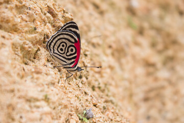 Fototapeta na wymiar Diaethria 89 butterfly on the ground 
