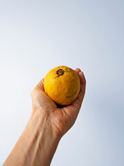 Guava on hand on a bright background