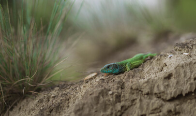 green lizard on a tree