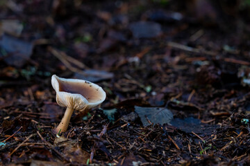 Lonely Buttery Collybia