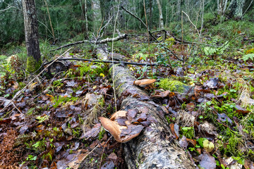 Polypore brackets