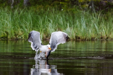 Lesser Black-backed Gull