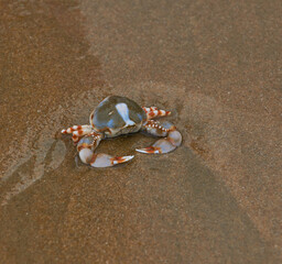 Little red crab in the sand