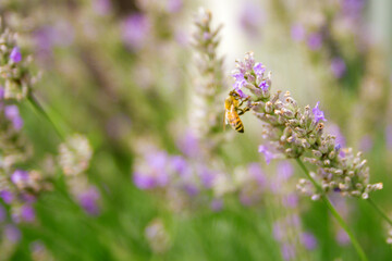 Bee pollination in a lavender field in summer. Garden, nature and herbal concept.