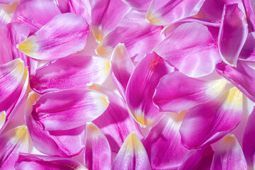 Pink tulip petals floral background. Top view.