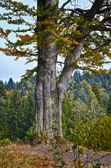 Drzewo na górskim szlaku