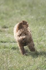 Red cockapoo puppy playing in grass