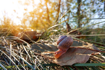 Small brown snail on dried autumn leaf