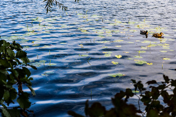 burgaeschisee