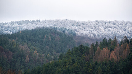 Foggy winter - autumn forest, landscape view background 
