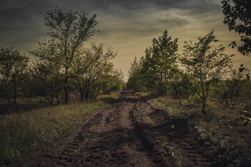 sunset in the forest