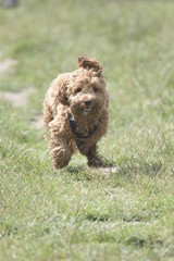 Red cockapoo puppy playing in grass