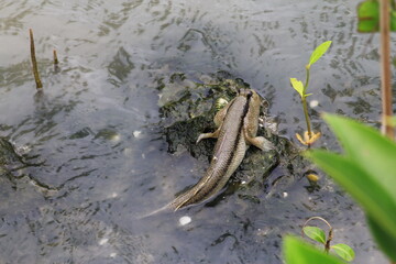 Amphibious fish live in the mangrove mud.