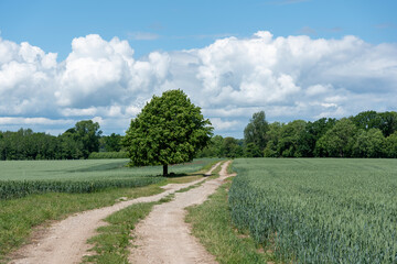 Fototapeta na wymiar Landschaft in Schwansen an der Schlei, Schleswig- Holstein, Deutschland