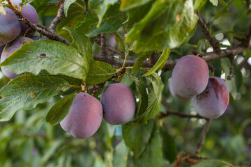 Fruits of ripe plum on tree in orchard.