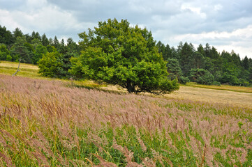 Fototapeta na wymiar Letni pejzaż z drzewem w górach. Summer landscape with a tree in the mountains (Beskid Niski). 