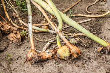 Just picked but not good onions on the garden bed