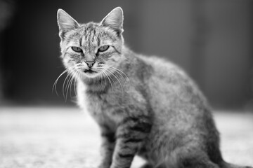 Tabby cat sitting in the garden yard.
