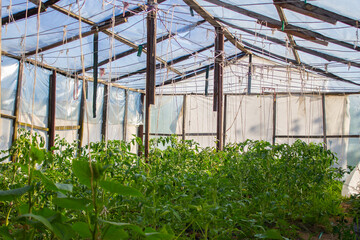 a field of young cultivar tomatoes growing in the greenhouse, green vegetables on organic farm