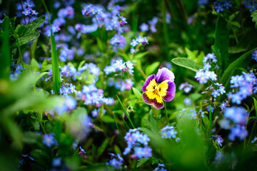 Closeup of Myosotis sylvatica and Violet flowers, little blue Forget-me-not flowers on a blurred background. Environmental care concept