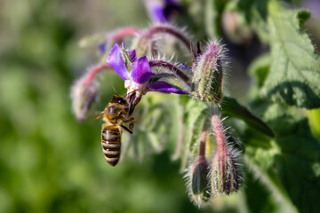Borage (Borago officinalis), also known as a starflower. Honey bee apis mellifera  collecting pollen on Borage flower. Edible plant growing in an organic garden