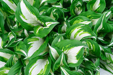 Closeup nature view of green hosta leaves pattern layout design. Ecology natural creative concept.