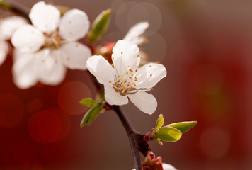branch of cherry tree flower , bright red background, close-up