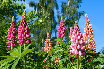 Flower spikes of beautiful pink lupins in a garden